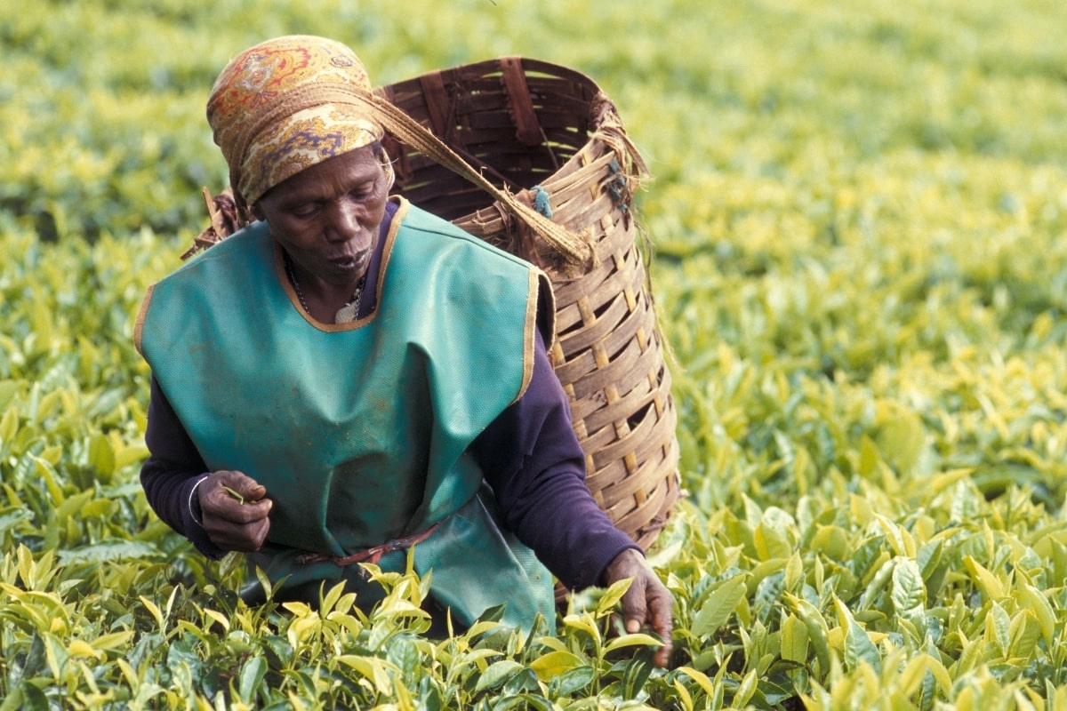 "a female worker plucking tea leaves in the plantations of Limuru, Kenya"