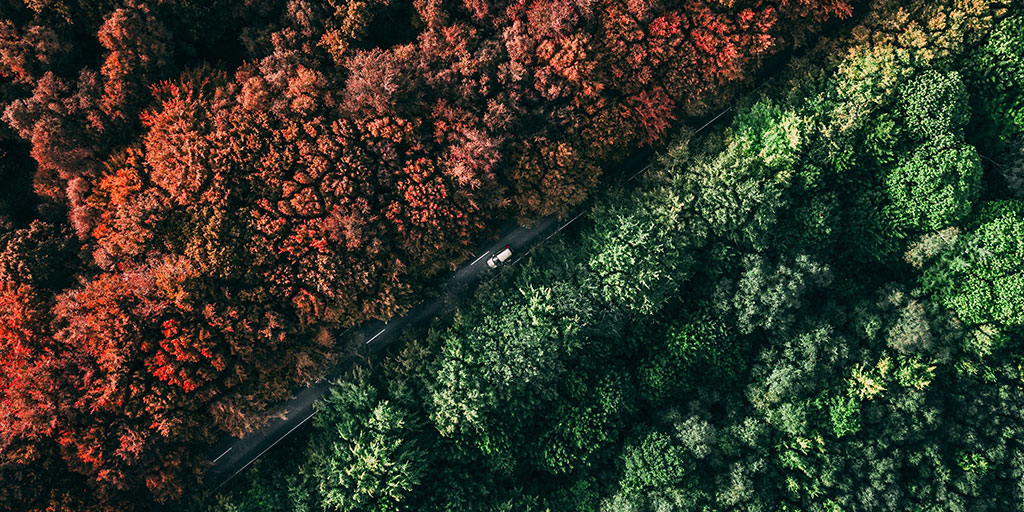 aerial view of a landscape with green trees on one side and brown trees on the other