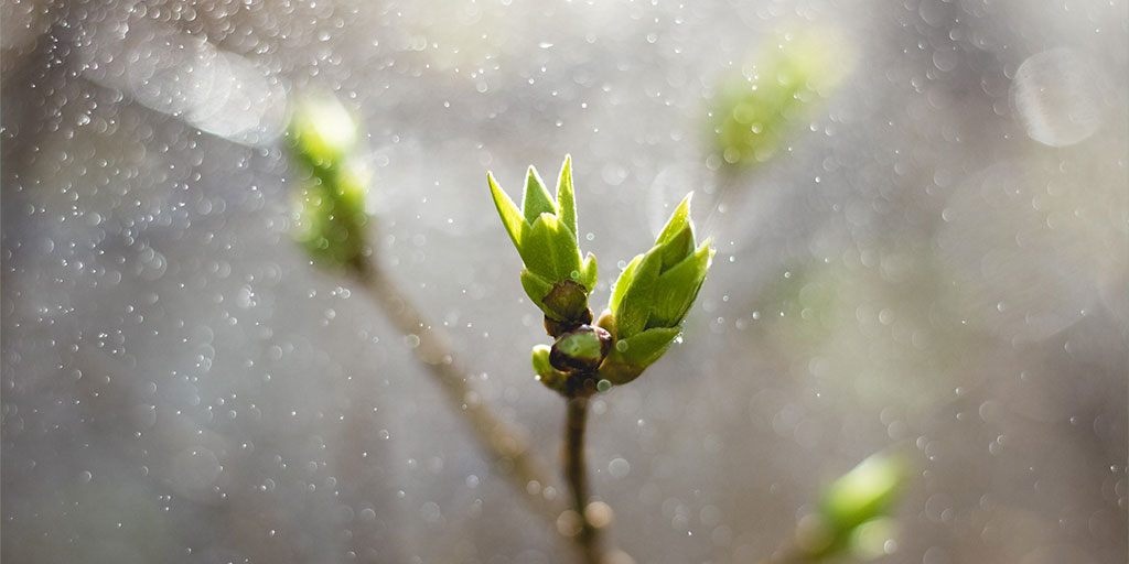 Image of a budding plant