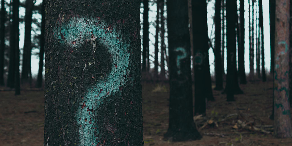 tree barks with question marks drawn on them