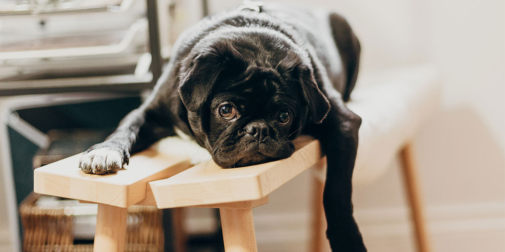 a dog lying tired on a bence