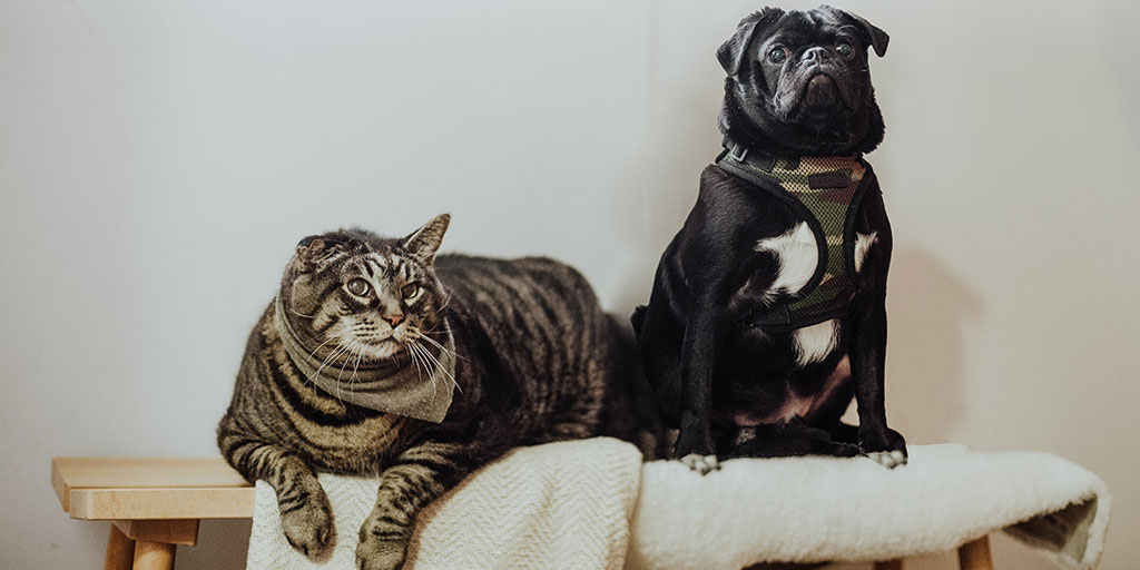 Cat and dog staring at the camera