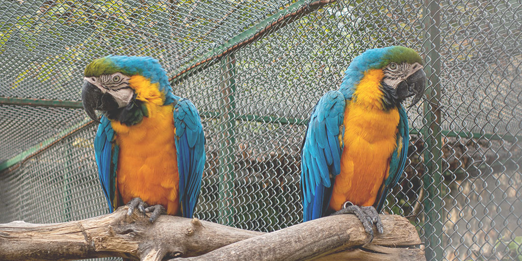 two birds sitting on a branch facing opposite directions