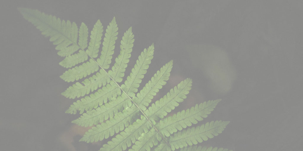 Close up photo of a fern leaf against a dark background